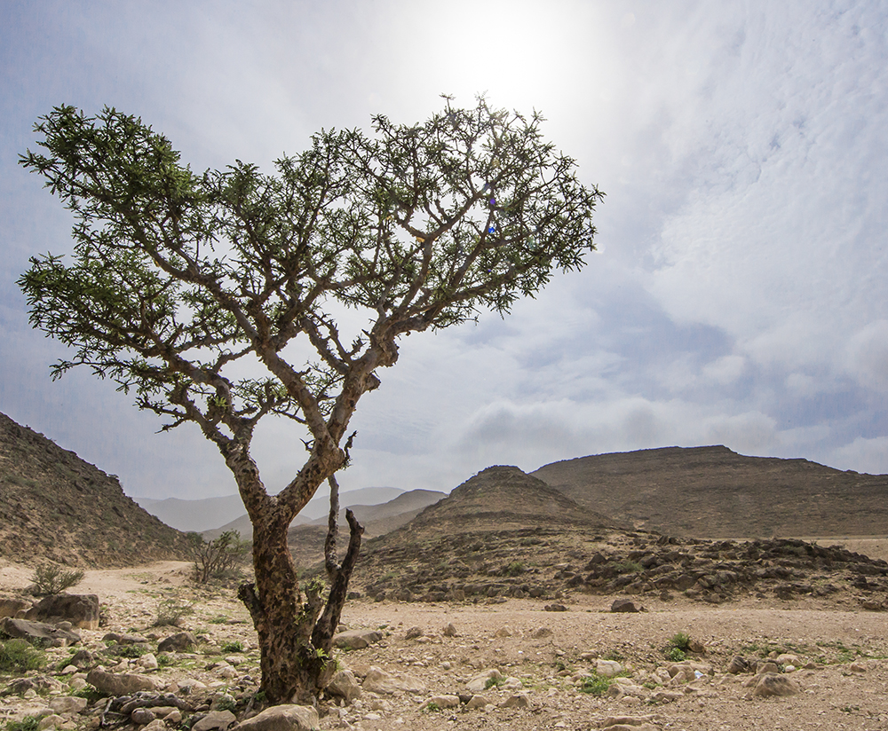 Frankincense trees in Salalah, Oman