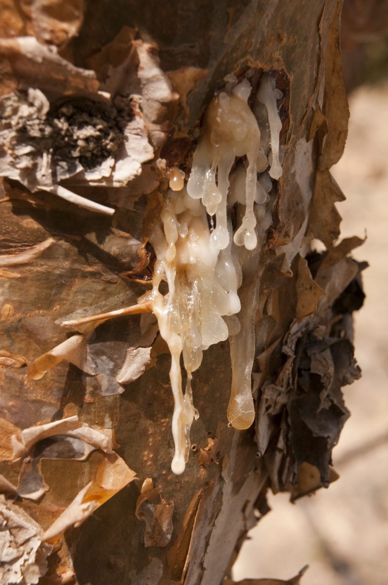 Close-up of a frankincense tree with white sap flowing